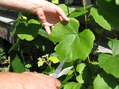 Holding a live grape leaf
